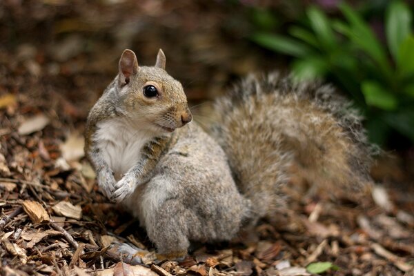 No mires donde voy a esconder las nueces