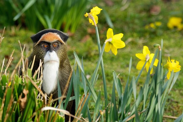 A monkey in the wild is sitting in flowers