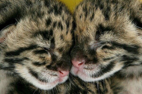 Dos gatitos guepardo duermen juntos