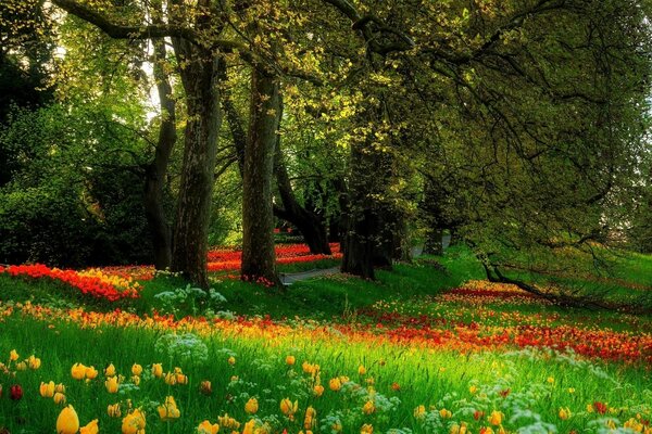 Frühlingspark mit blühenden Tulpen