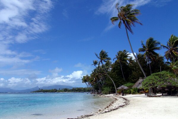 Beautiful white sand beach with palm trees