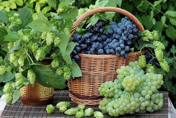 Bunches of grapes in a wicker basket and cones of hops