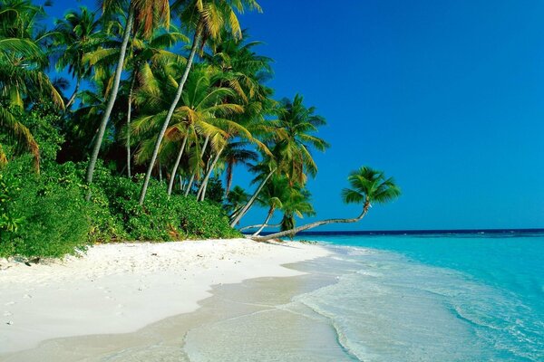 Белоснежный песок на берегу моря и пальмы на фоне голубого неба