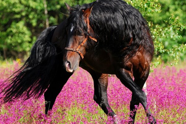 Beau cheval se promène dans la Prairie