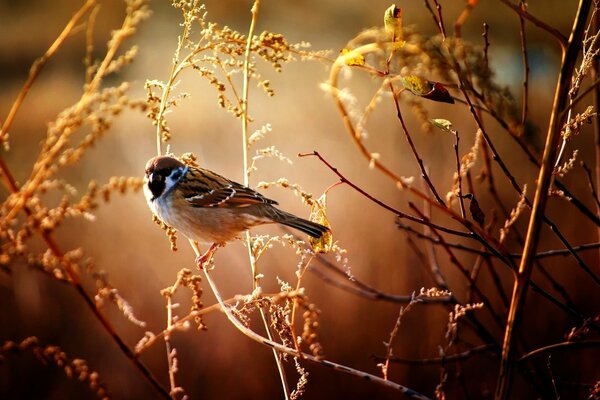 Belle coloration moineau sur une branche