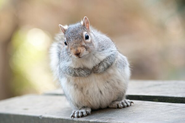 A gray squirrel is sitting on the boards