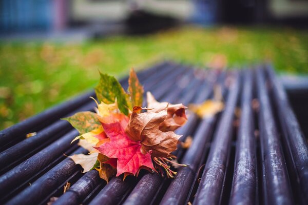 Herbststrauß aus hellen Blättern im Laden