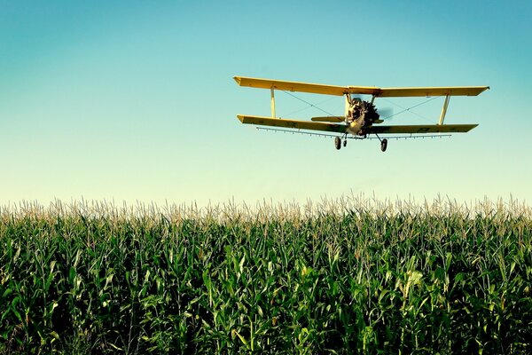 Corn processing by a corn plane