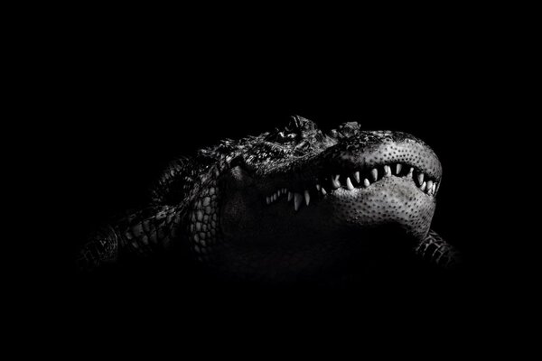 Crocodile noir et blanc de l obscurité