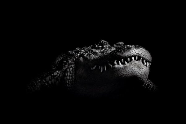 Czarno Biały krokodyl z ciemności