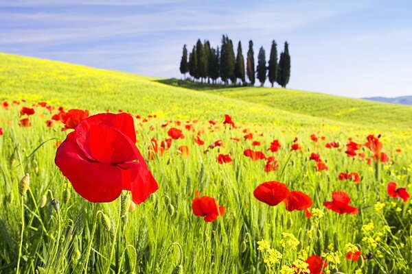 Hermosa foto de amapolas en los campos. Árboles en el horizonte