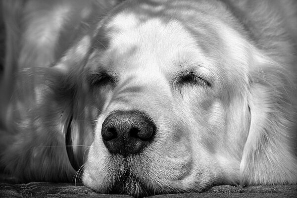 Cane bianco retriever in vacanza. Strizza gli occhi al sole