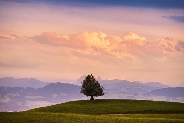 A tree standing alone in a field against the background of mountains and clouds