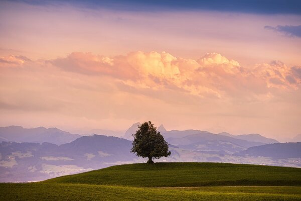 Arbre debout seul dans le champ sur fond de montagnes et de nuages