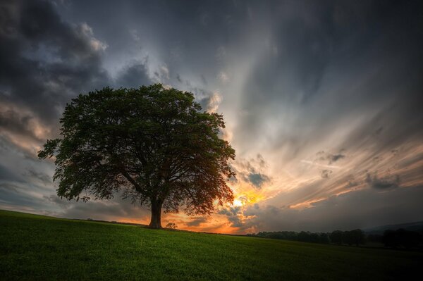 A tree standing alone in a field against the background of a sunset in the sky