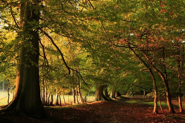 Grüne Bäume im Wald