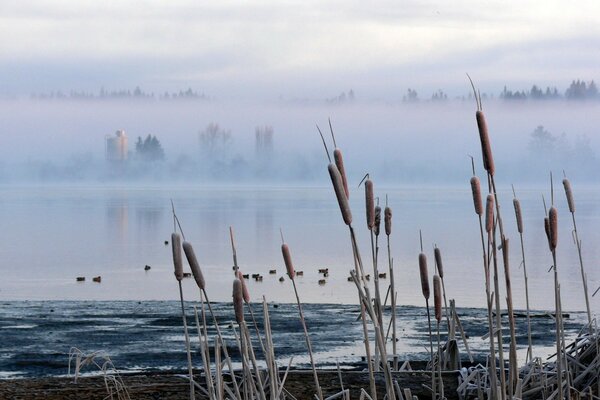 Düsteres Foto von Schilf im Sumpf im Nebel