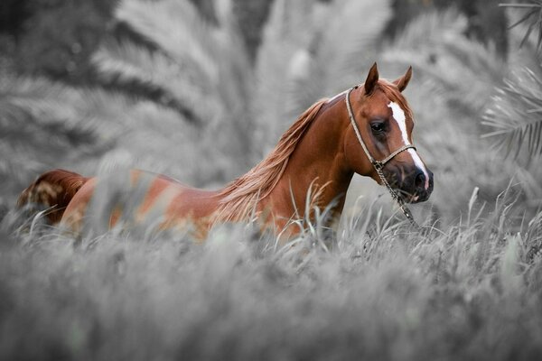 Brown horse on a background of gray foliage