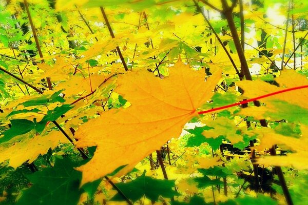 Gelbe Herbstblätter im Wald