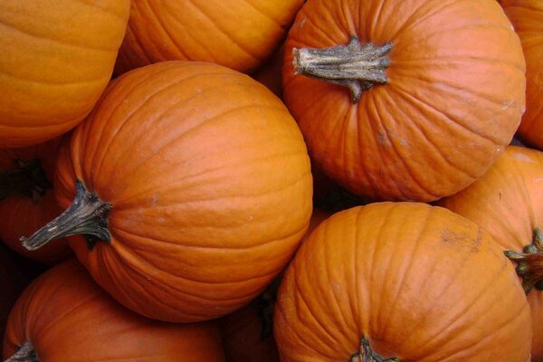 Autumn vegetables. Delicious pumpkins