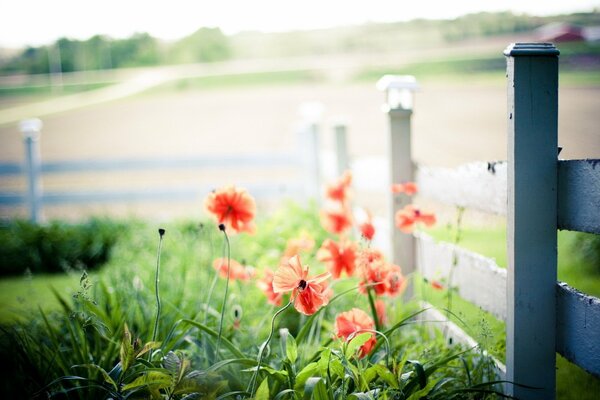 Poppies grow gracefully by the fence