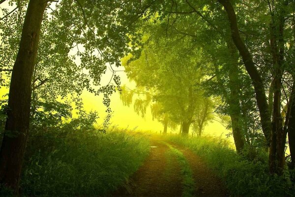 Straße im Wald im Sommer, Nebel