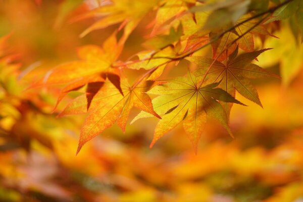 Grandes feuilles d automne jaunes