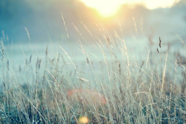 Blades of grass in a field against the background of sunset