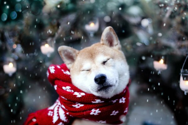 Pies w czerwonym szaliku, śnieg, choinka