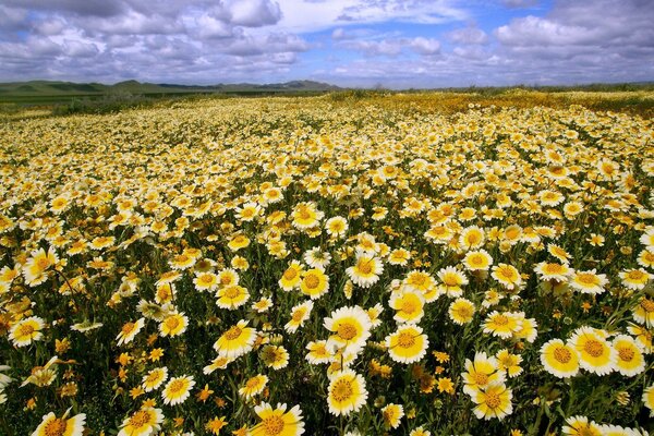 A field of yellow daisies under a cloudy California sky