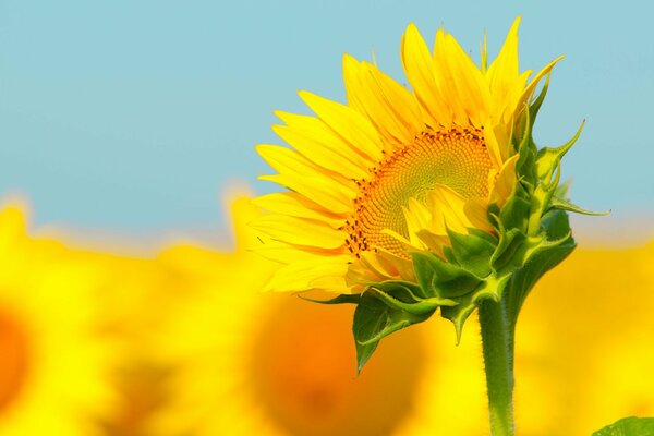 Helle Sonnenblume mit einem Stiel auf einem Feldhintergrund