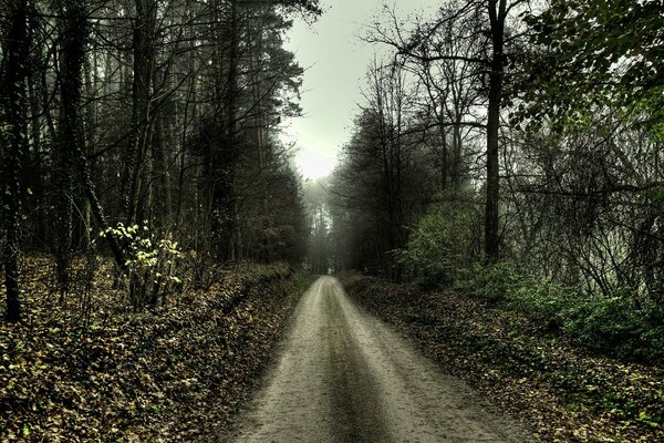 A deserted road, among the autumn forest