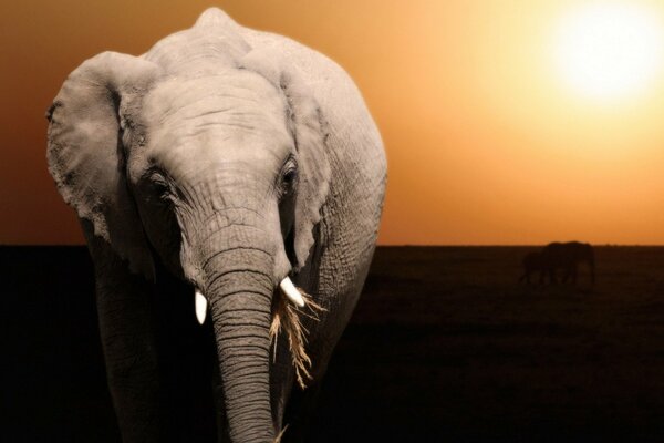 Un enorme elefante cammina attraverso un campo deserto