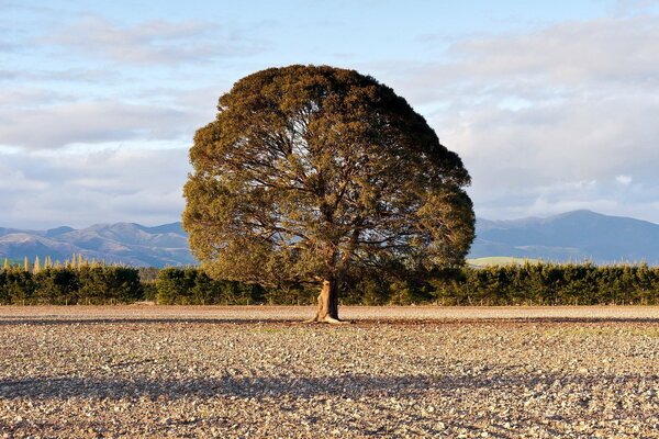 Hermoso árbol solitario en el campo