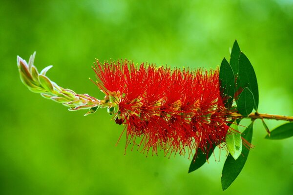 Красный необычный цветок на зеленом фоне