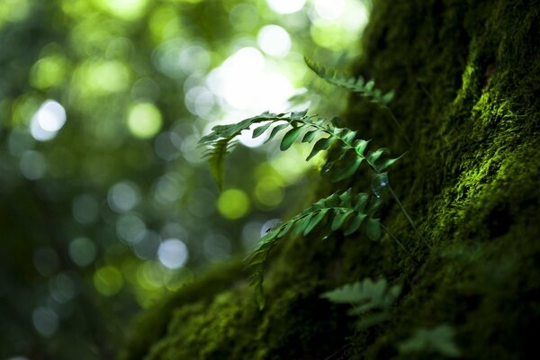 The fern grows near an old tree with moss