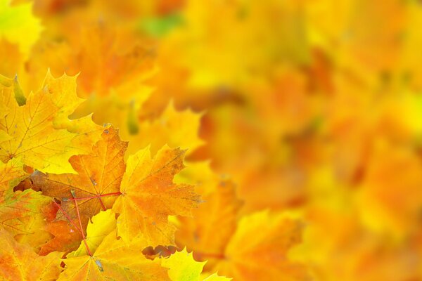 Hermoso bokeh de las hojas de otoño en el primer plano