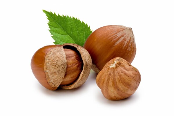 Three nuts in leaves on a white background