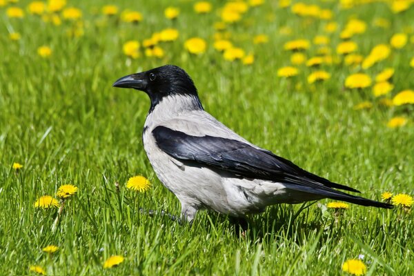 Grand corbeau dans l herbe avec des pissenlits