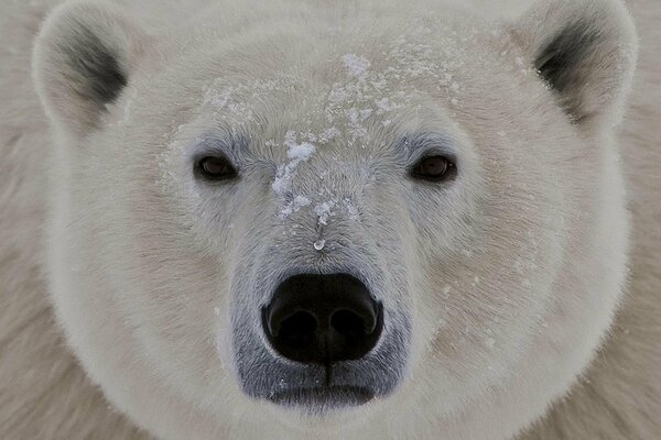 Grand museau d ours polaire