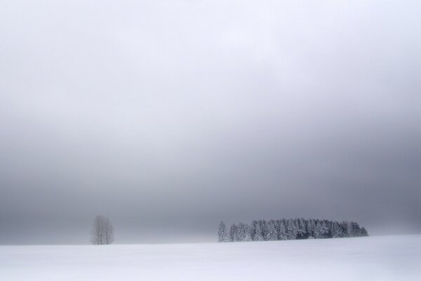 Düsteres Foto von Bäumen im Schnee