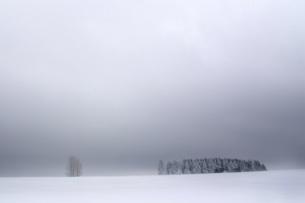 Мрачное фото деревьев в снегу