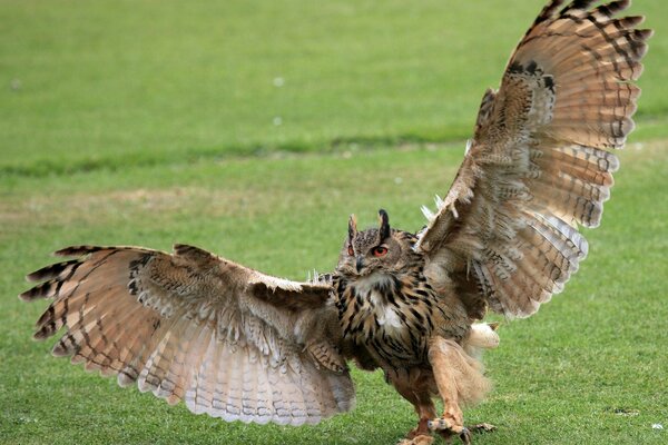 An owl spreading its wings against a background of green grass