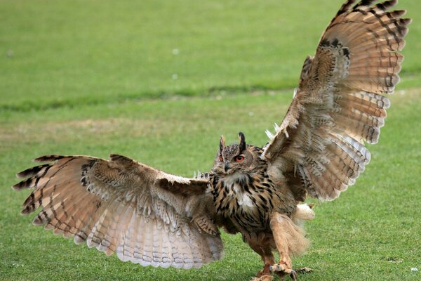 Búho con las alas abiertas en el fondo de la hierba verde