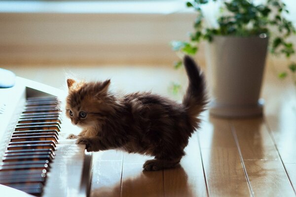 Chaton ludique à côté du synthétiseur