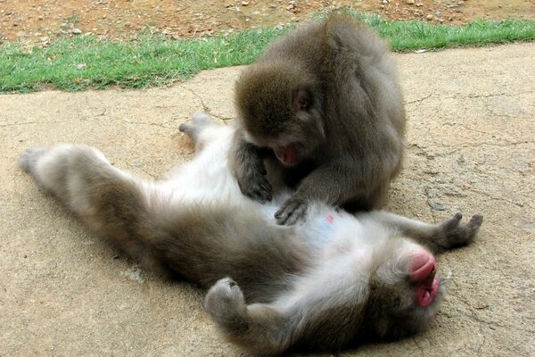 Un singe à la recherche de puces à l autre