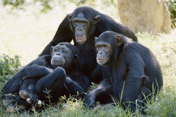 Famille de singes à la séance photo