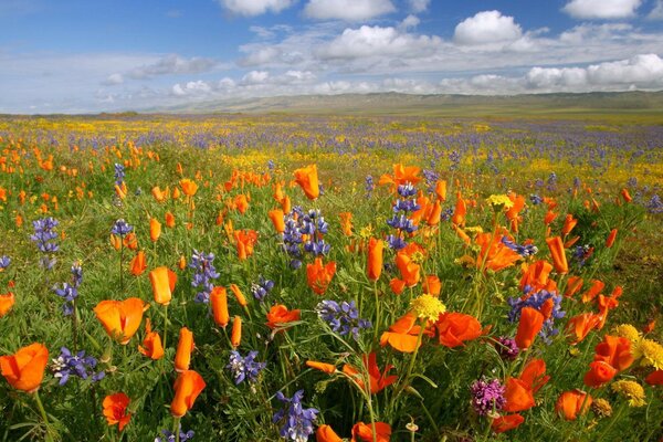 Mountains of flowers in the field against the background of clouds