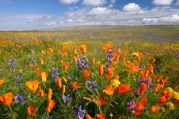 Montagnes de fleurs dans le champ sur fond de nuages