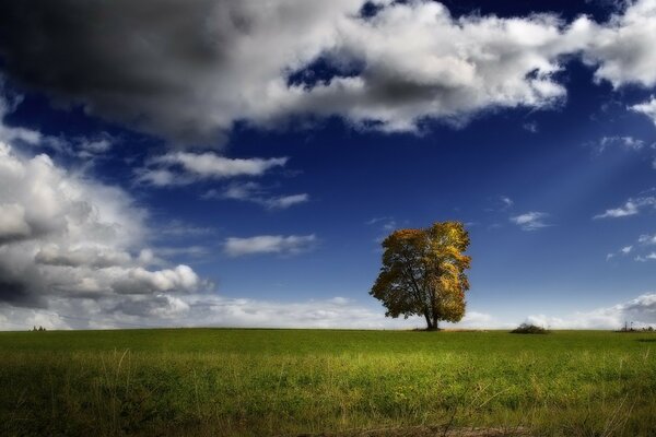 A lonely tree on a green field under a blue cloudy sky